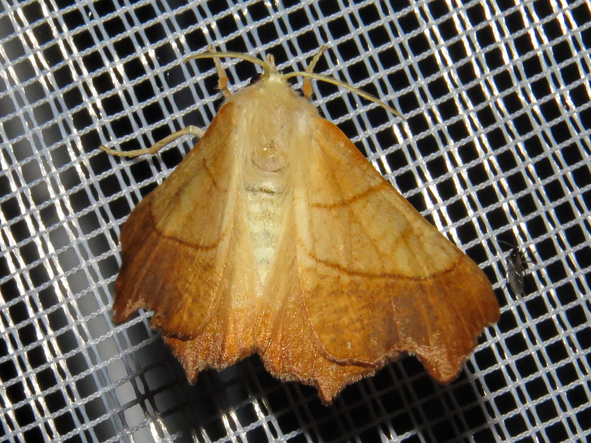Ennomos fuscantaria - kőris-levélaraszoló