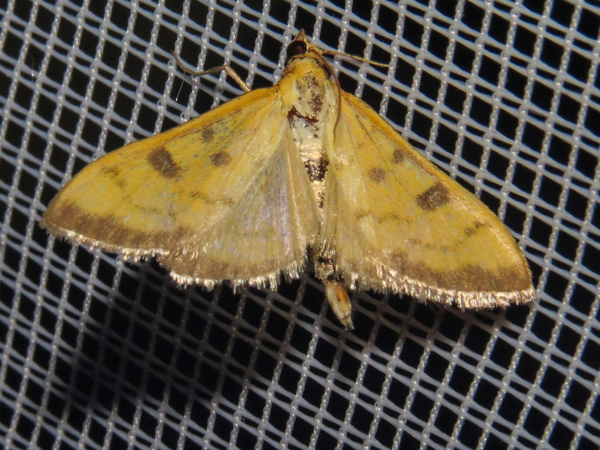 Mecyna trinalis - tetemtoldó-tűzmoly