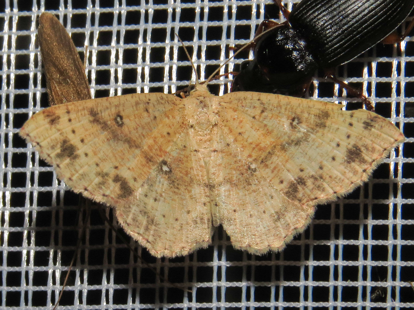 Cyclophora porata - körös pettyesaraszoló