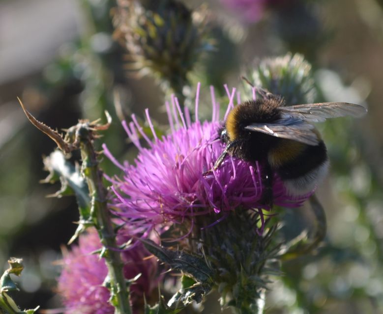 Bombus terrestris - földi poszméh