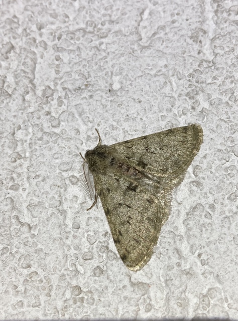 Apocheima pilosaria - zöldes tavasziaraszoló