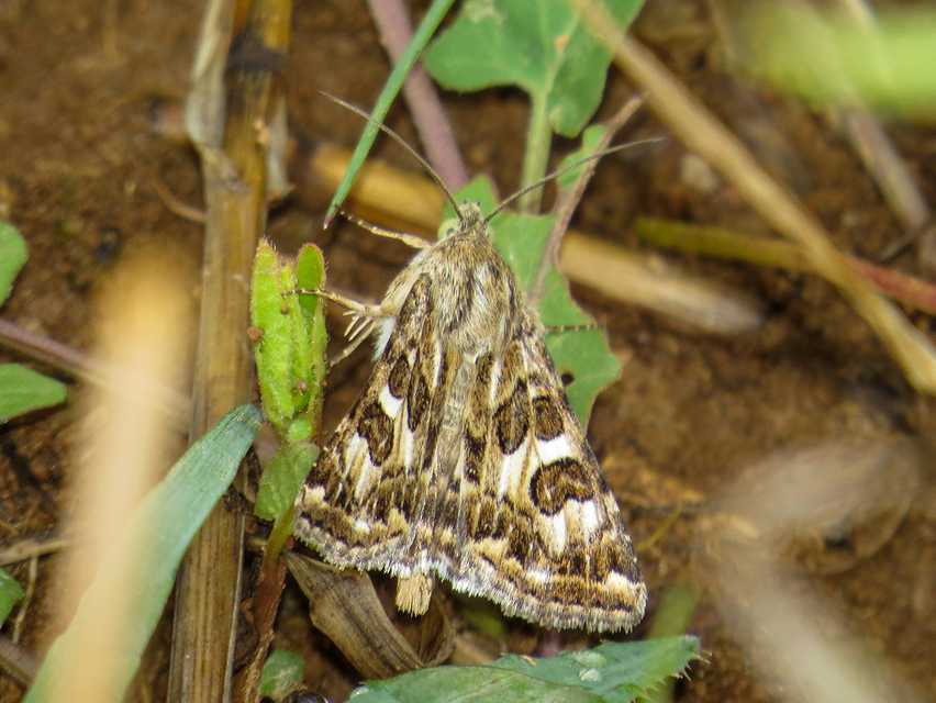Protoschinia scutosa - tüskéslábú bagoly