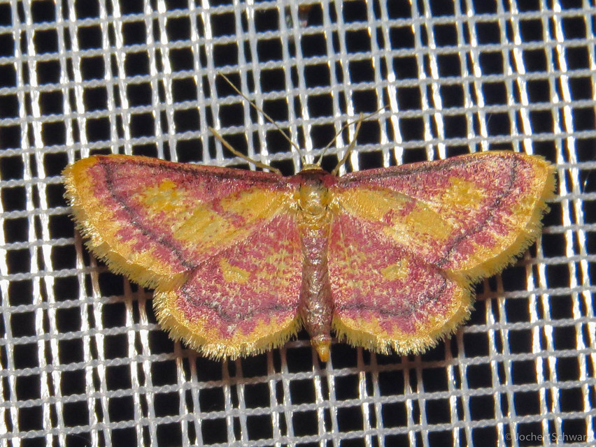 Idaea muricata - mocsári pirosaraszoló