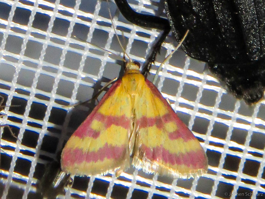 Pyrausta sanguinalis/virginalis