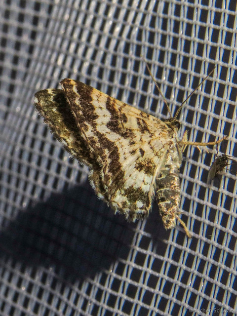 Epirrhoe tristata - gyászos tarkaaraszoló