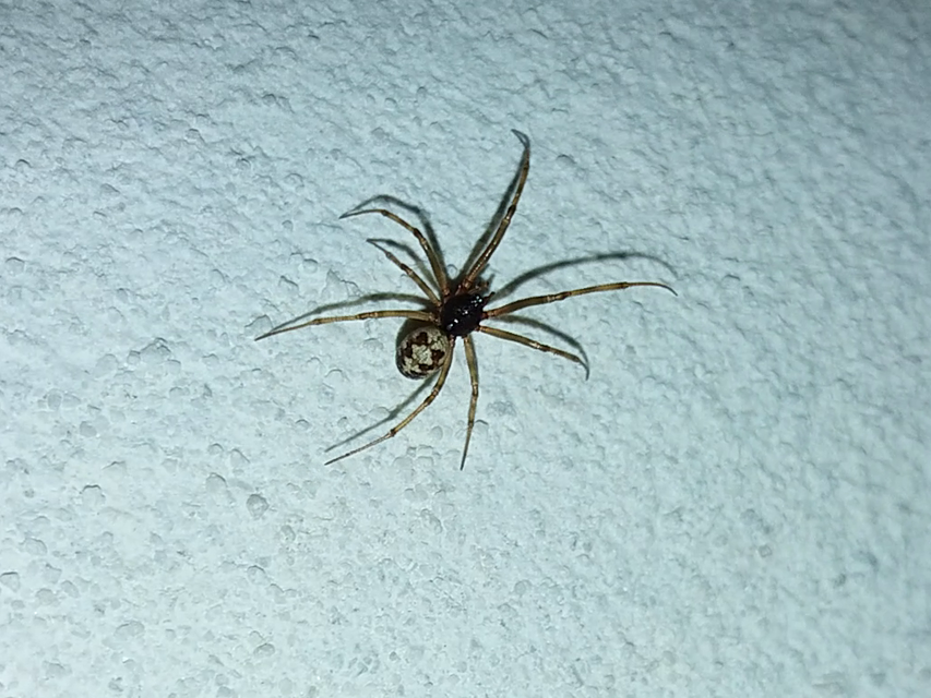 Steatoda triangulosa - háromszöges faggyúpók