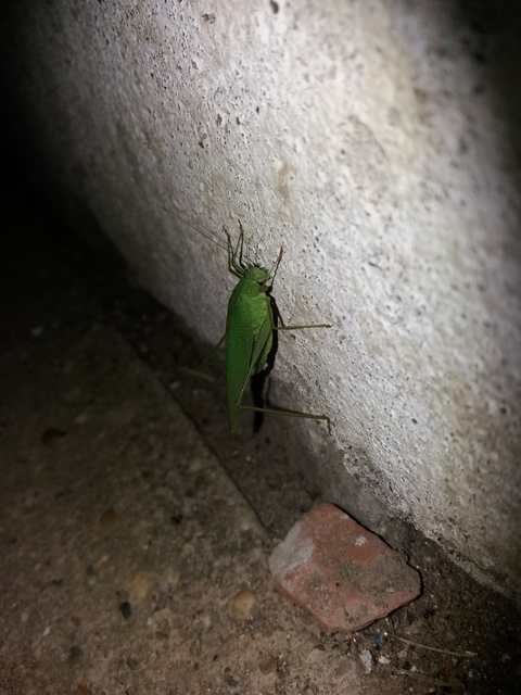 Phaneroptera nana - pontozott repülőszöcske