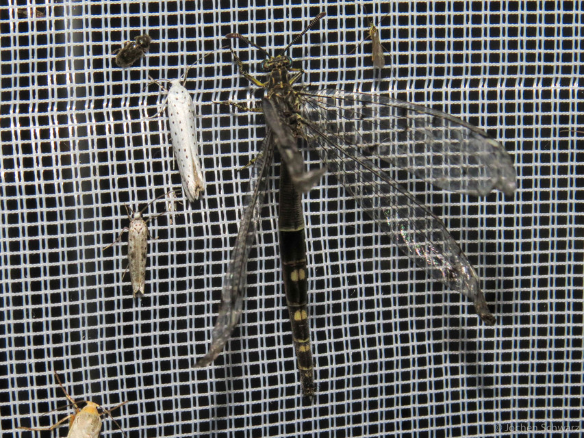 Distoleon tetragrammicus - négyfoltos hangyaleső Distoleon tetragrammicus - négyfoltos hangyaleső