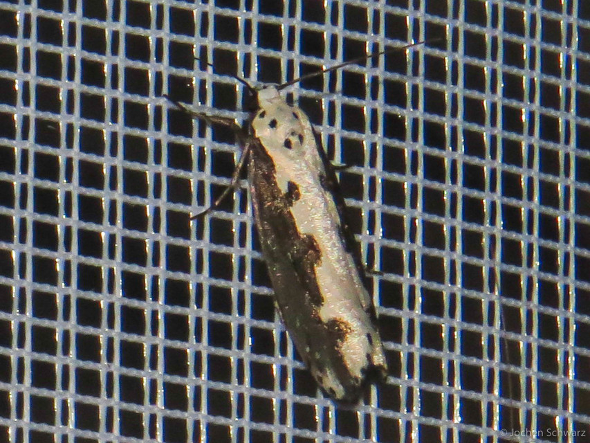 Ethmia bipunctella - kétpettyes feketemoly