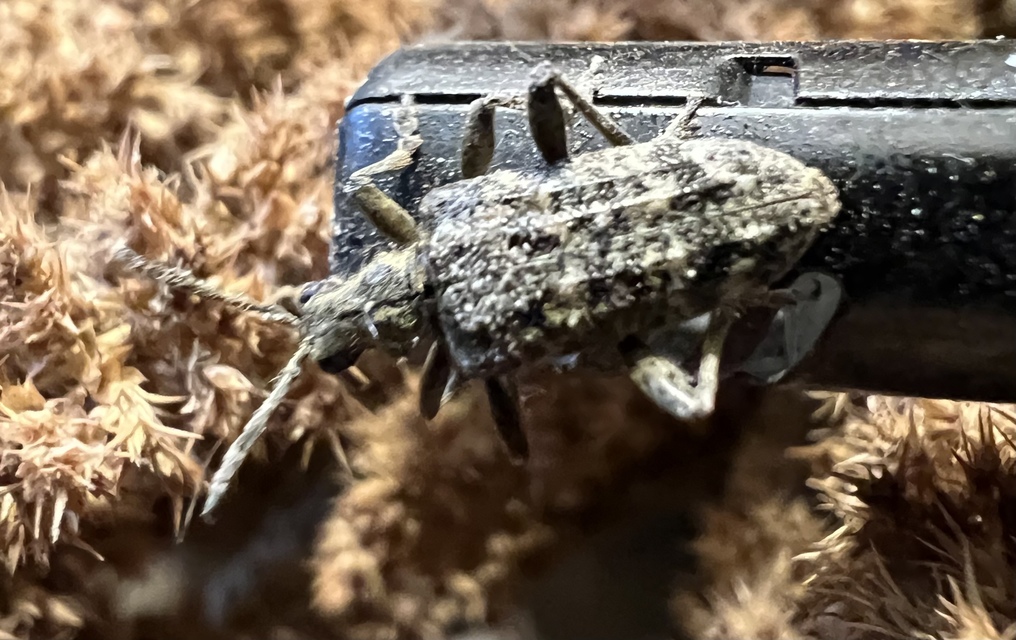 Rhagium inquisitor - fenyves-tövisescincér