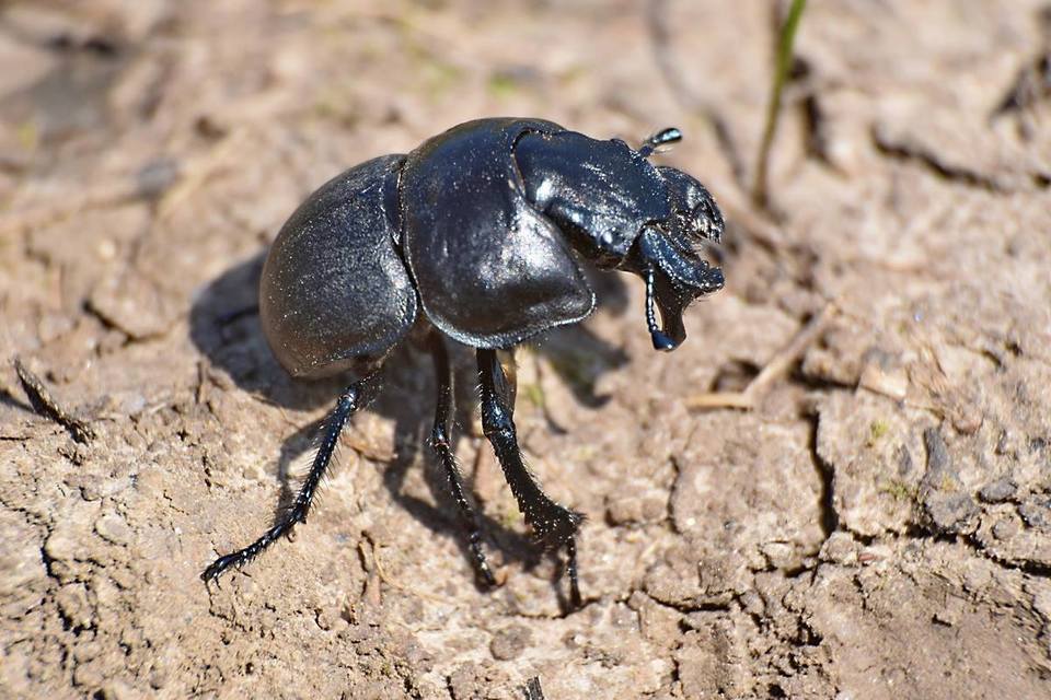 Lethrus apterus - nagyfejű csajkó