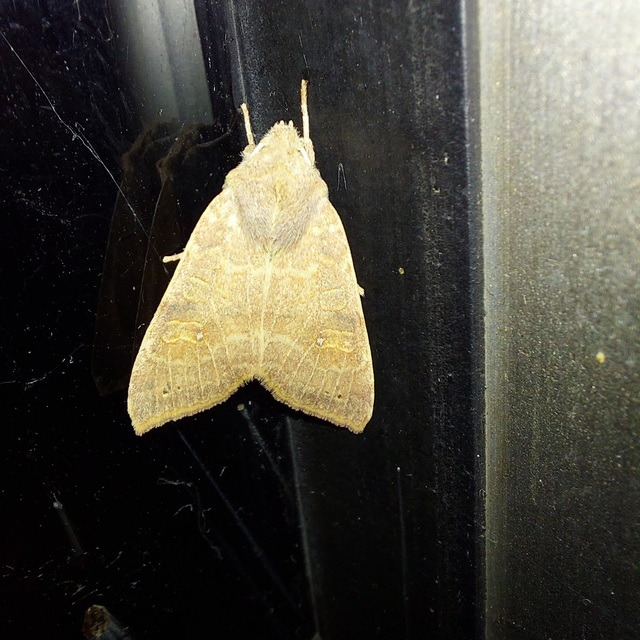 Cirrhia ocellaris - fakó sárgabagoly