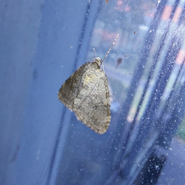Epirrita christyi/dilutata