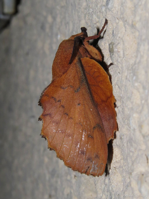 Gastropacha quercifolia - tölgylevélpohók