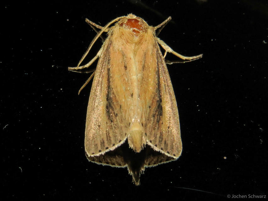 Globia sparganii - nagy nádibagoly