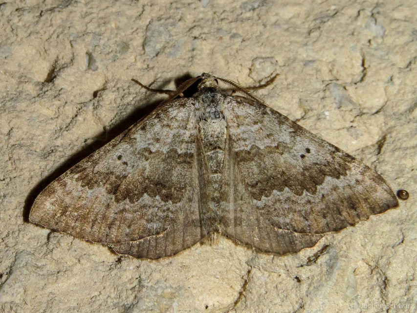 Scotopteryx bipunctaria - lóhere-araszoló