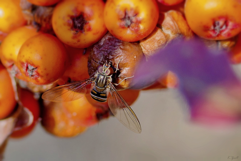Episyrphus balteatus - ékfoltos zengőlégy