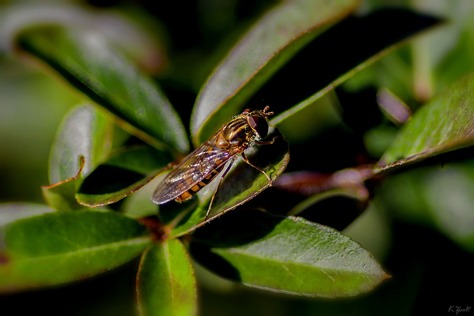 Episyrphus balteatus - ékfoltos zengőlégy