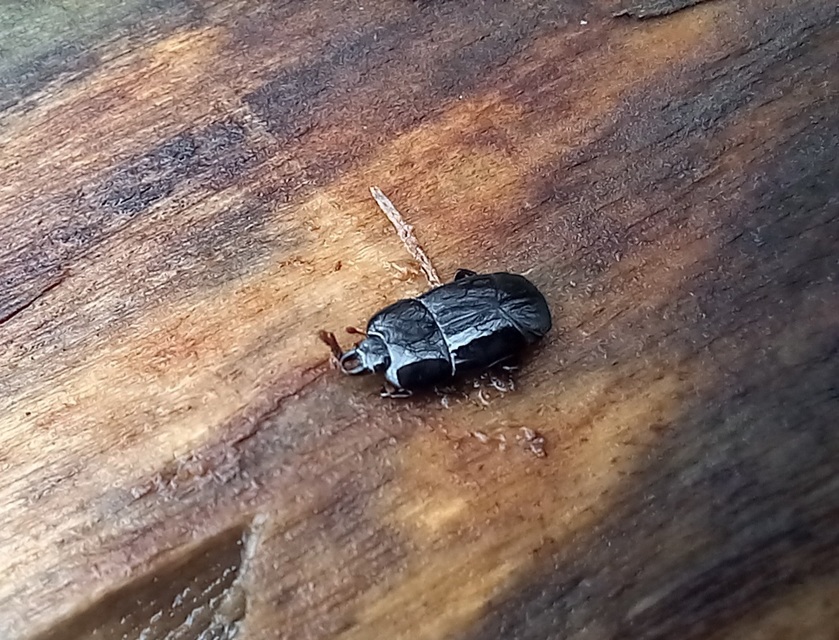 Hololepta plana - lemez-sutabogár