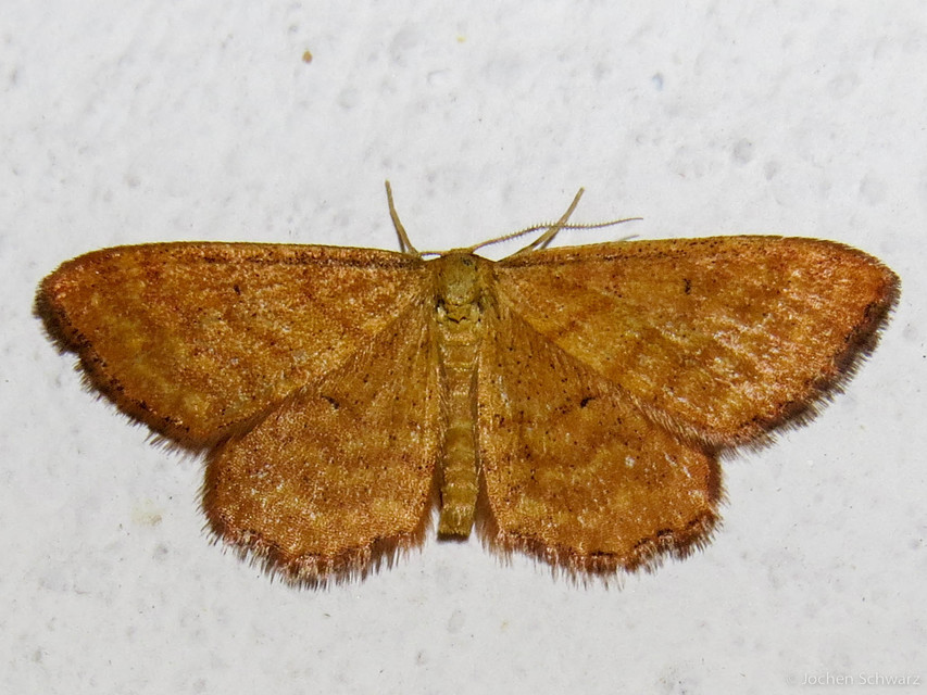Idaea serpentata - kis sávosaraszoló