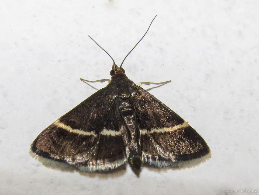 Pyrausta cingulata/rectefascialis