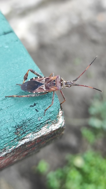 Leptoglossus occidentalis - nyugati levéllábú poloska