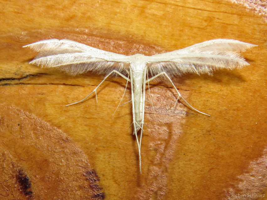 Pterophorus pentadactyla - fehér tollasmoly