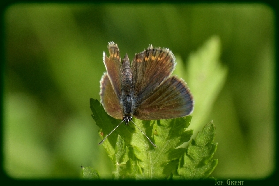 Plebejus argus - ezüstös boglárka