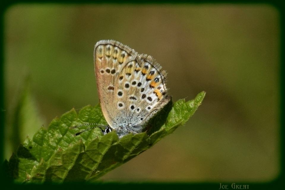 Plebejus argus - ezüstös boglárka