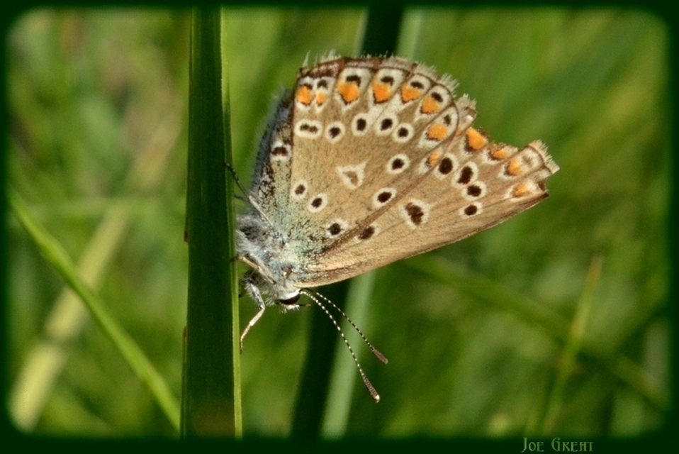 Polyommatus icarus - közönséges boglárka