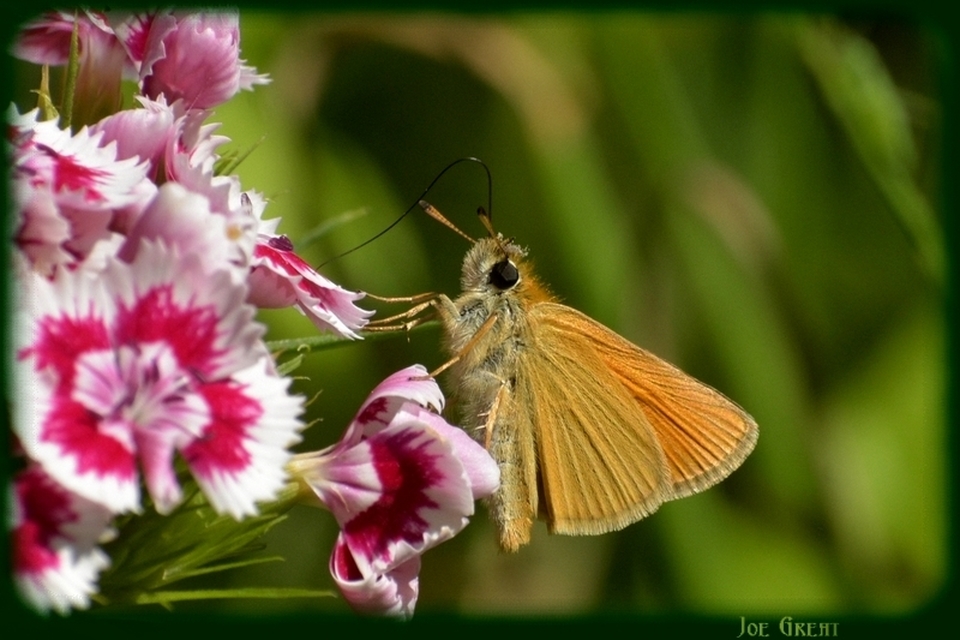 Thymelicus lineola - vonalas busalepke