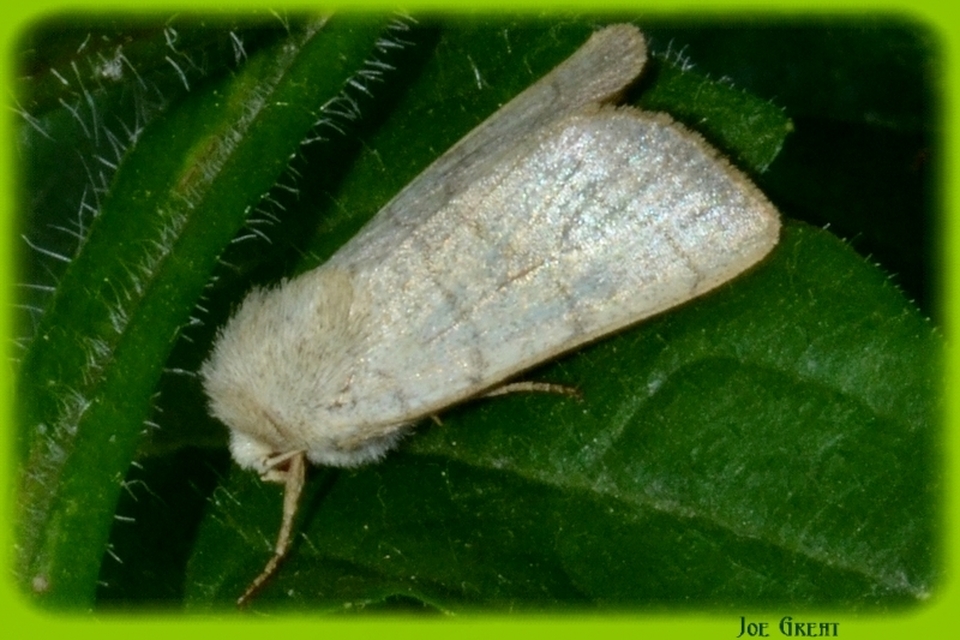 Charanyca trigrammica - háromsávos lombbagoly