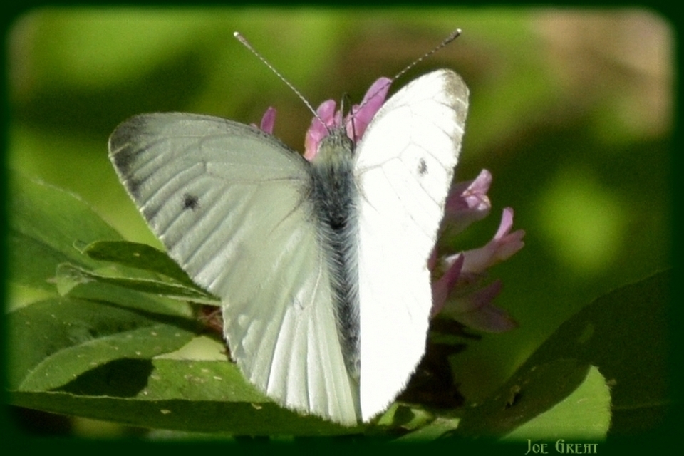 Pieris napi - repcelepke