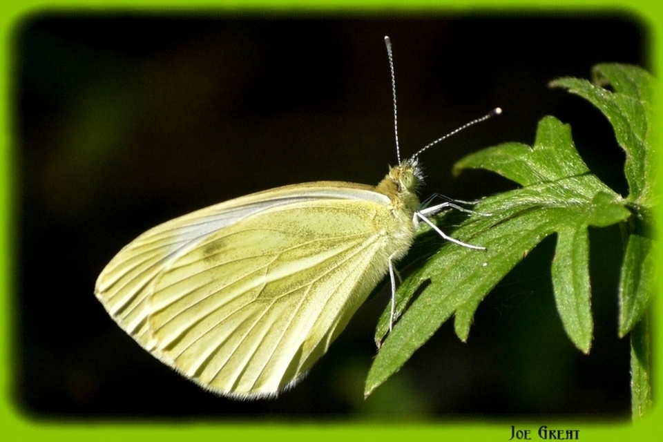 Pieris napi - repcelepke