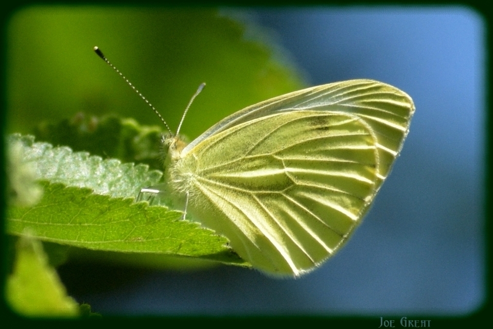 Pieris