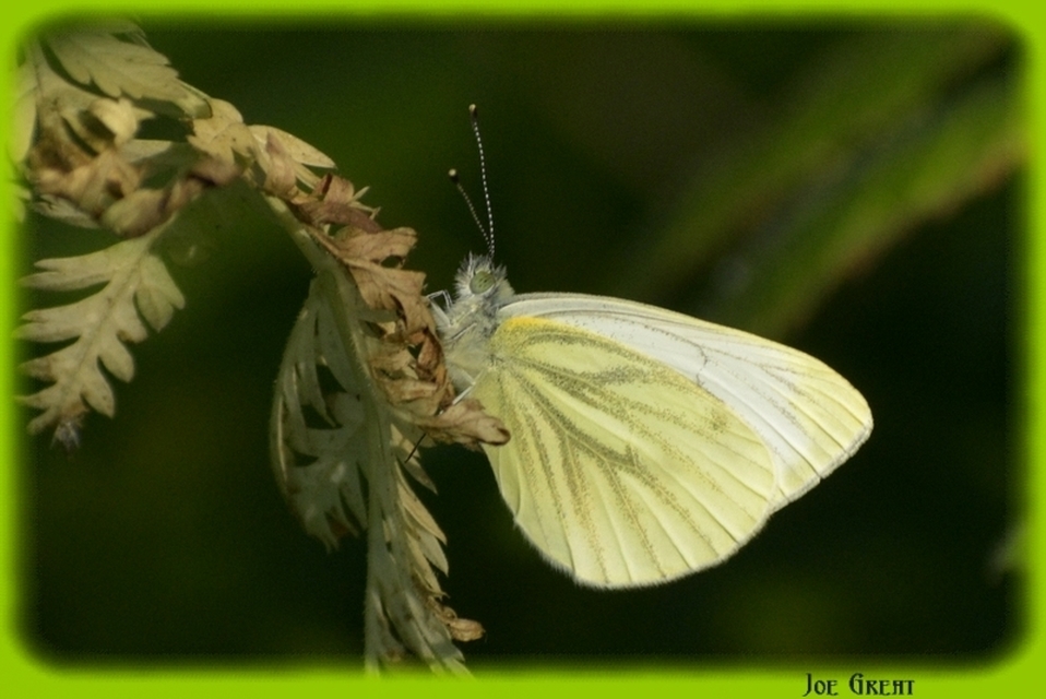 Pieris napi - repcelepke