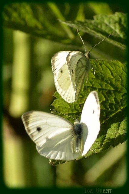 Pieris napi - repcelepke