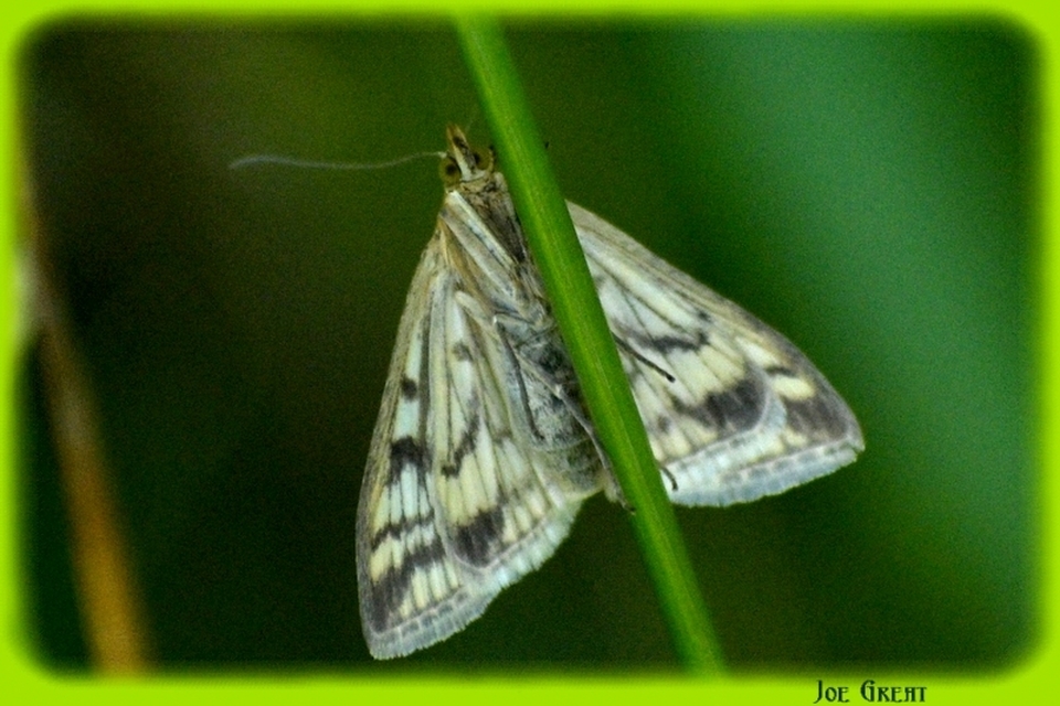 Sitochroa verticalis - világossárga dudvamoly