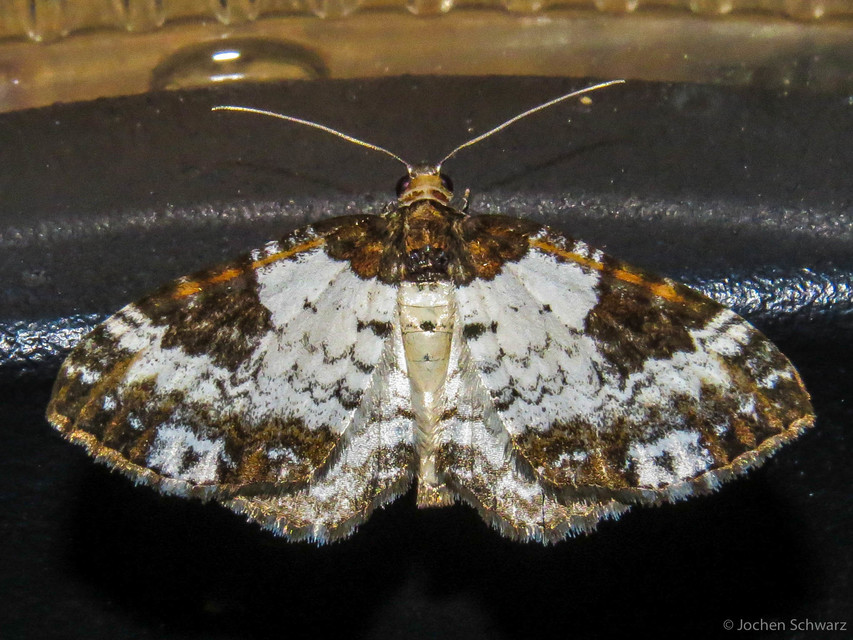 Melanthia procellata - hullámos tarkaaraszoló