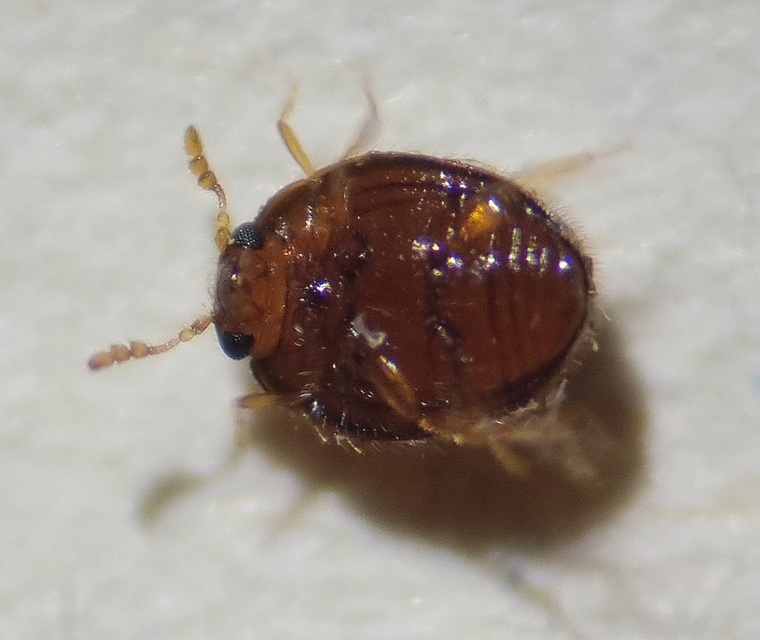 Mychothenus minutus - törpe-álböde