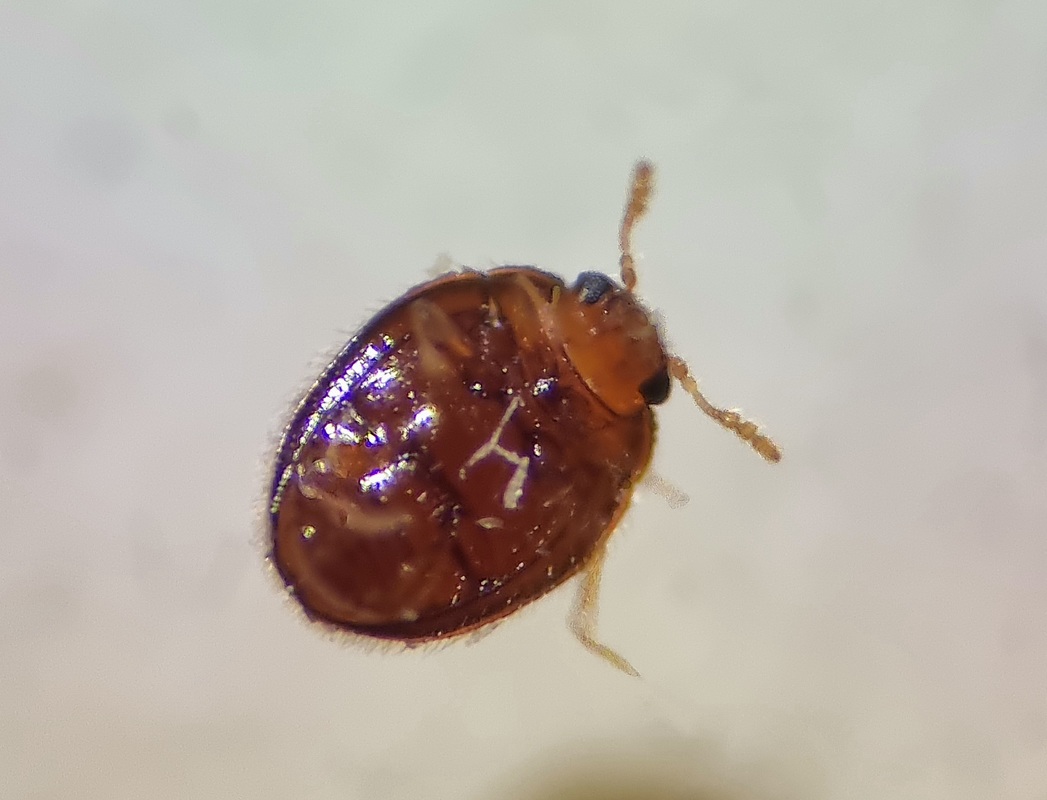 Mychothenus minutus - törpe-álböde