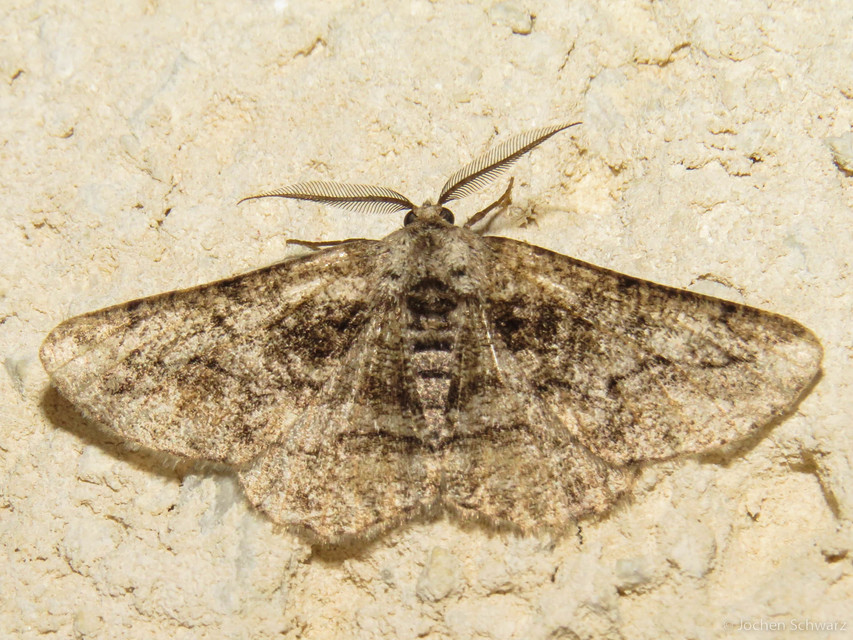 Synopsia sociaria - ürömaraszoló