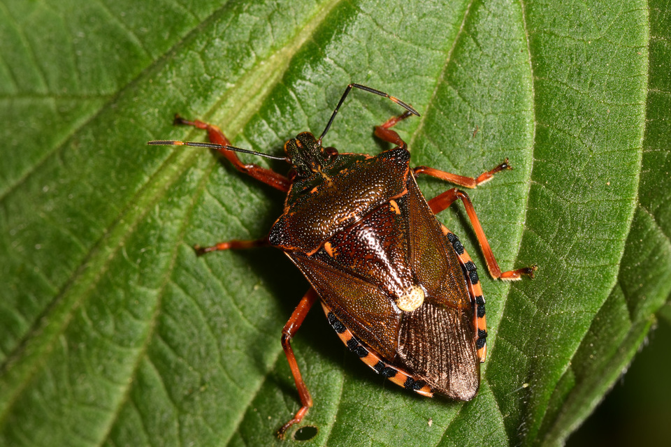 Pinthaeus sanguinipes Pinthaeus sanguinipes