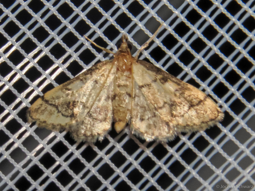 Metasia ophialis - kígyósávos tűzmoly