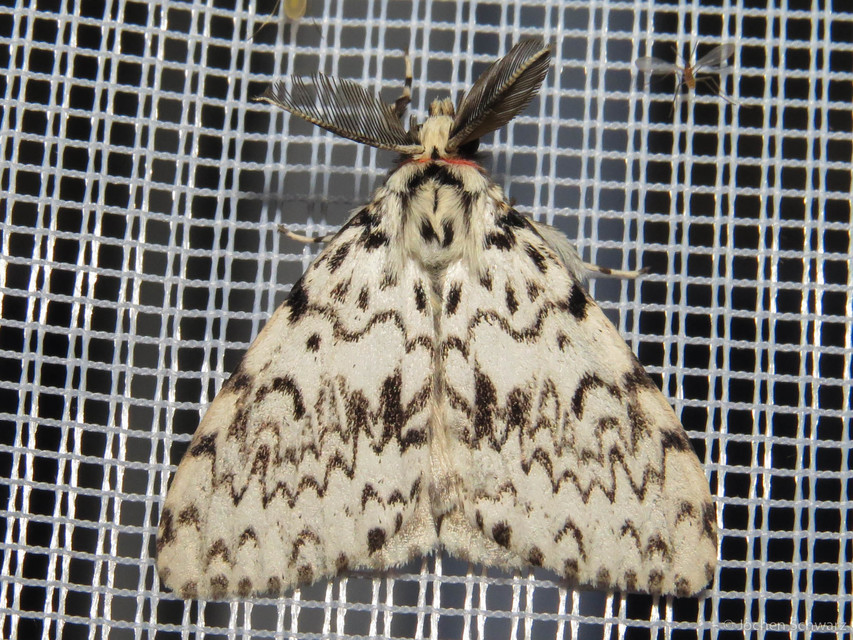 Lymantria monacha - apácalepke