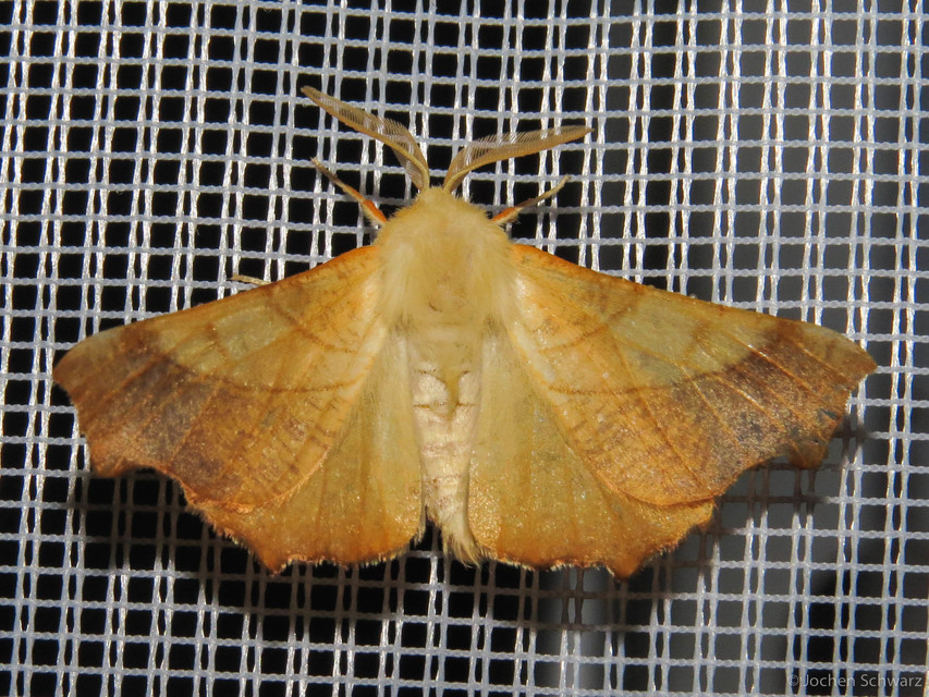 Ennomos fuscantaria - kőris-levélaraszoló