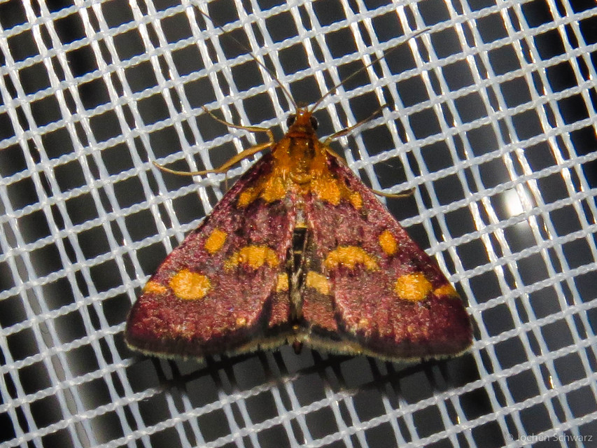 Pyrausta purpuralis - közönséges bíbormoly