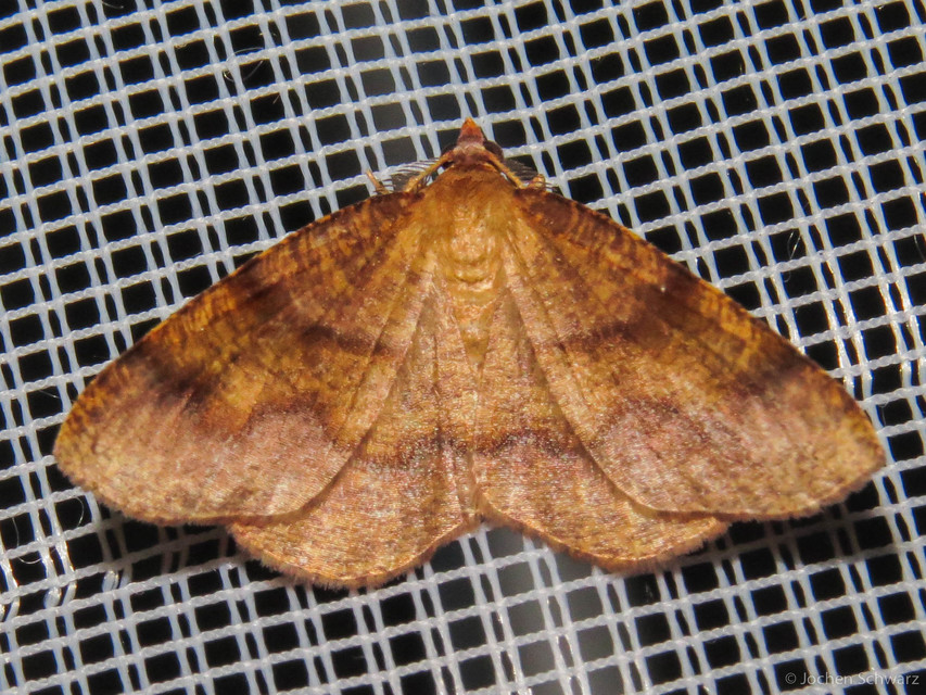 Plagodis pulveraria - szemcsés araszoló