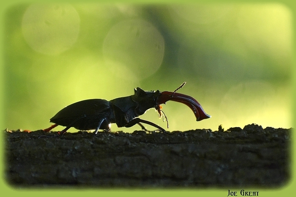 Lucanus cervus - nagy szarvasbogár