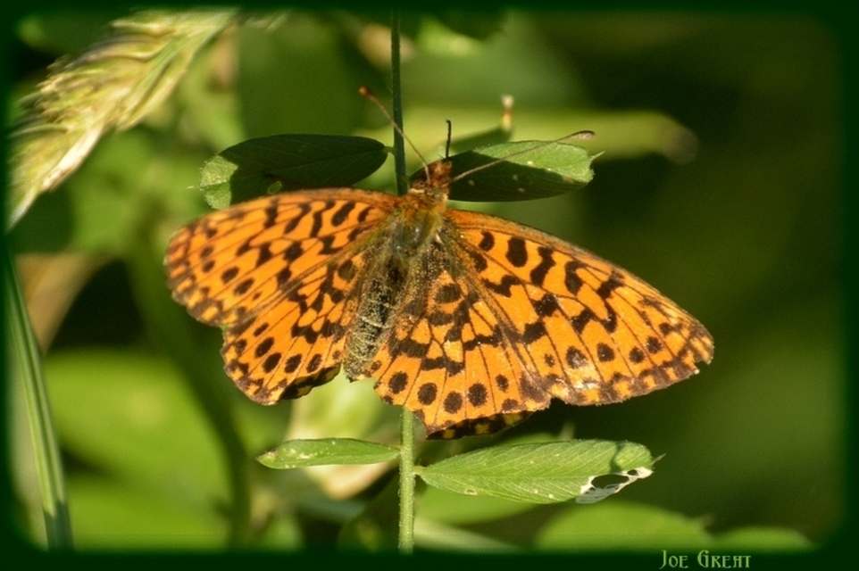 Boloria dia - kis gyöngyházlepke